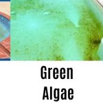 How to Get Algae Out of a Pool