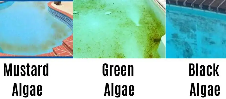 How to Get Algae Out of a Pool