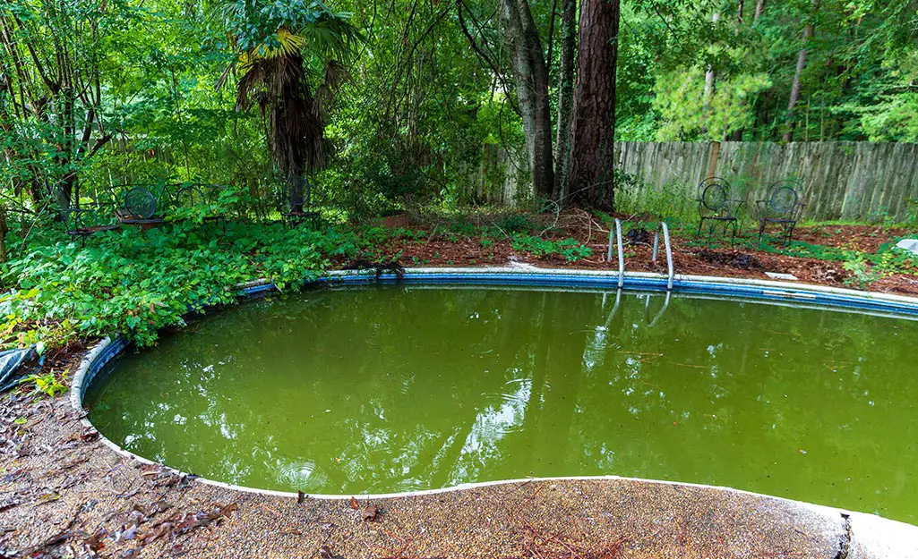 How to Get Rid of Algae in a Pool