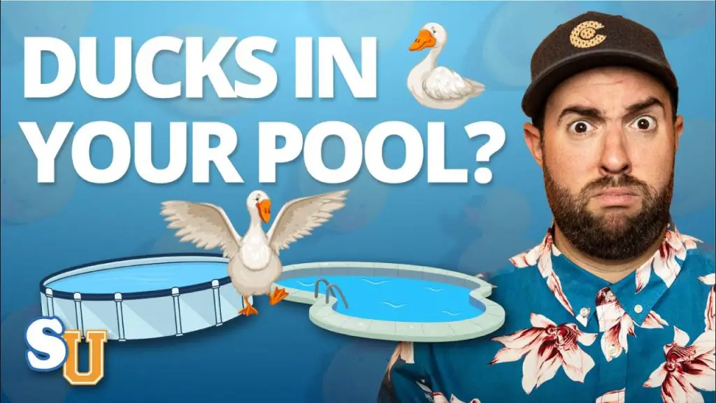 How to Keep Ducks Out of a Pool