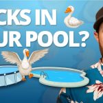 How to Keep Ducks Out of a Pool