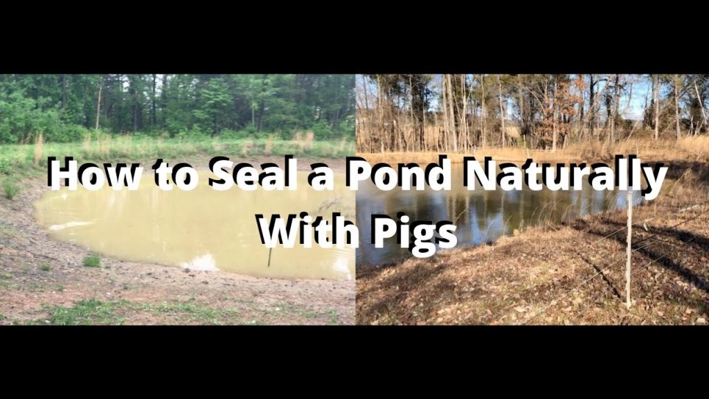 How to Seal a Pond