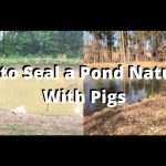 How to Seal a Pond