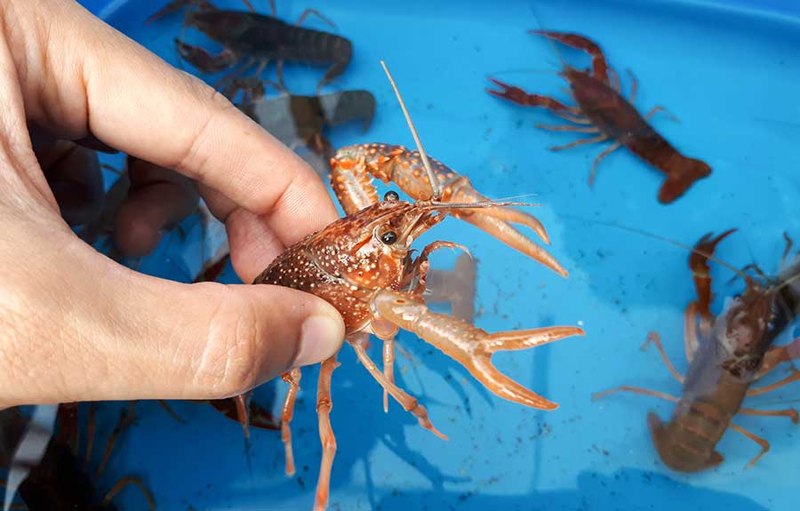 How to Start Crawfish Pond: Ultimate Beginner’s Guide