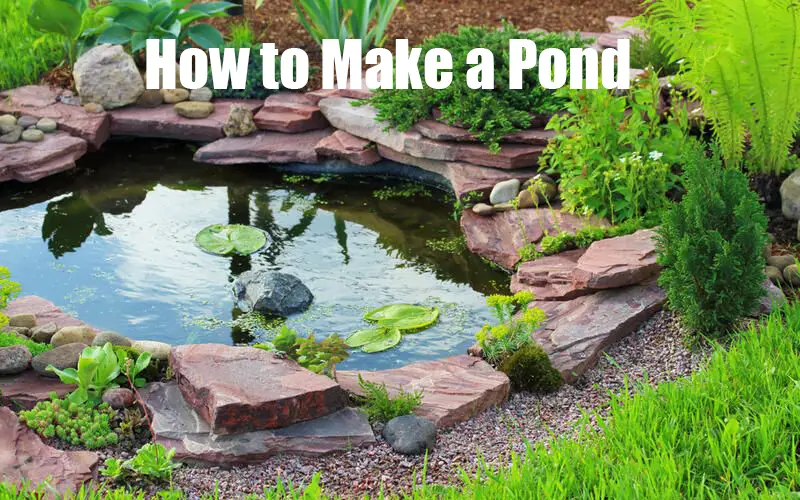 How to Make a Pond