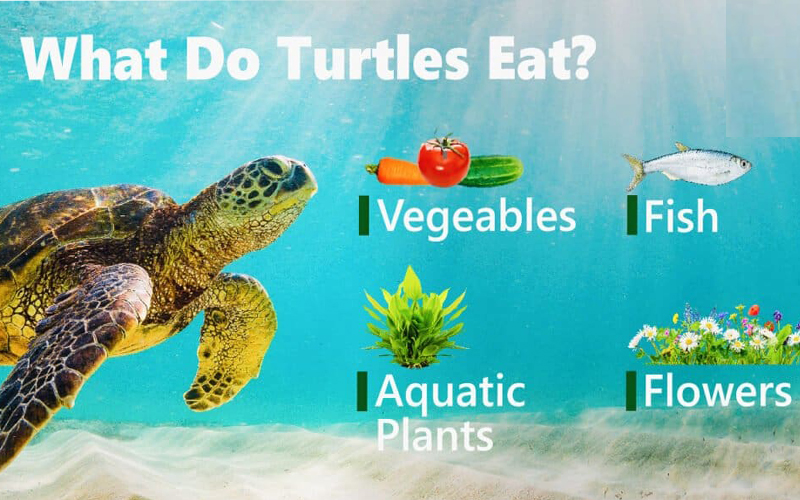 What Do Pond Turtles Eat