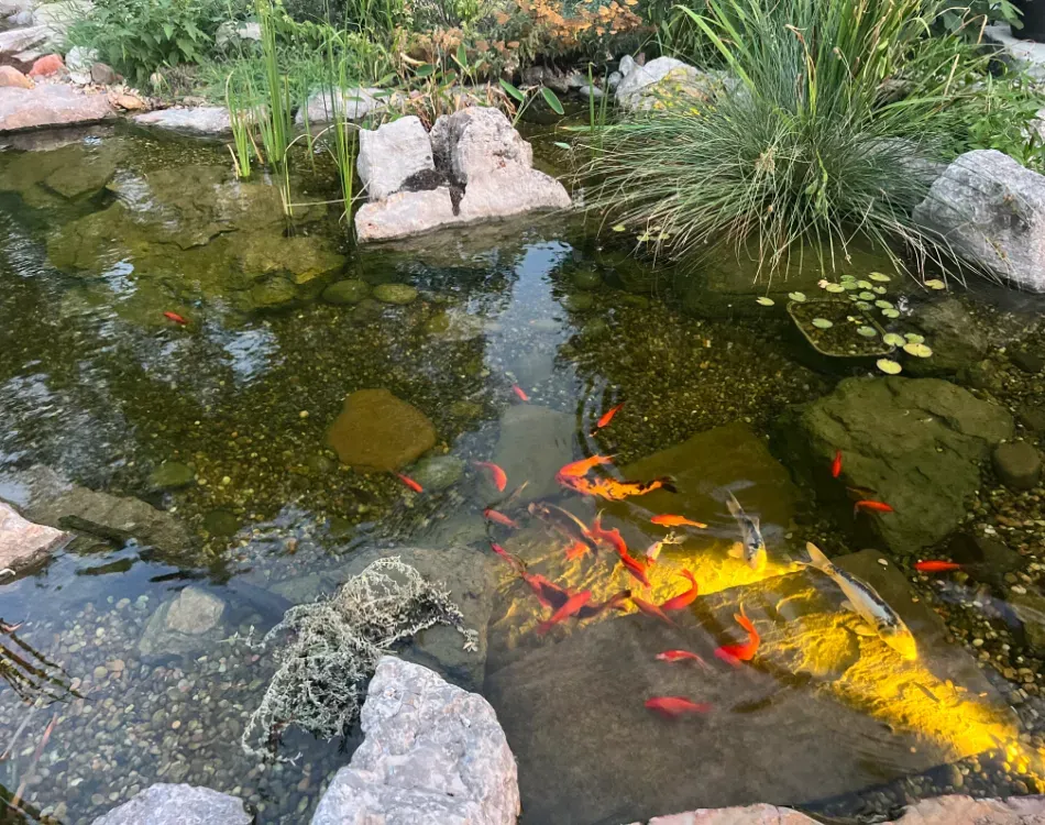 Can Goldfish Survive in a Pond Without a Pump