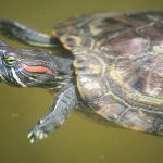Can Turtles Live in a Pond During Winter