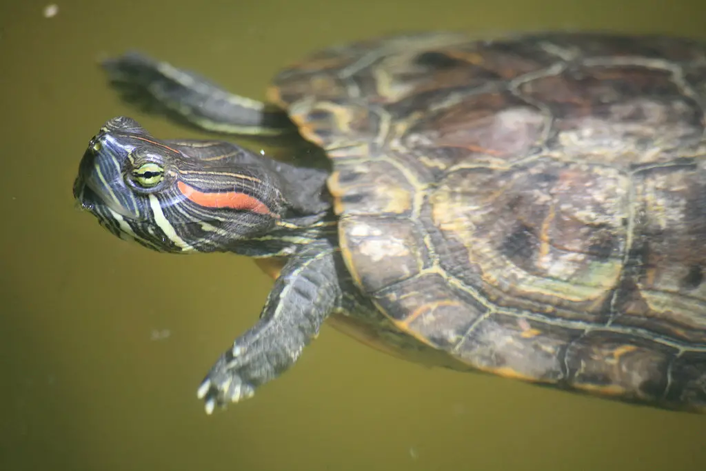 Can Turtles Live in a Pond During Winter