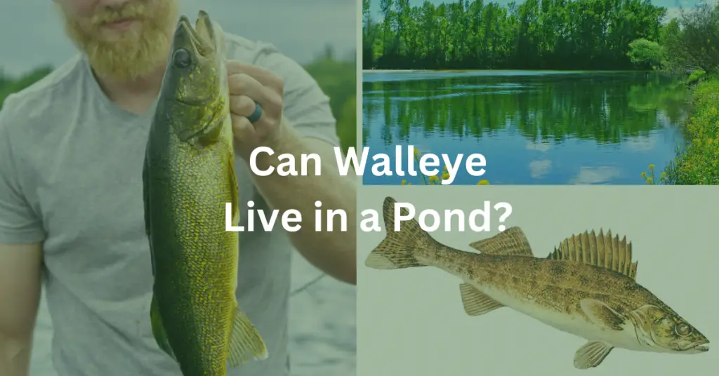 Can Walleye Live in a Pond