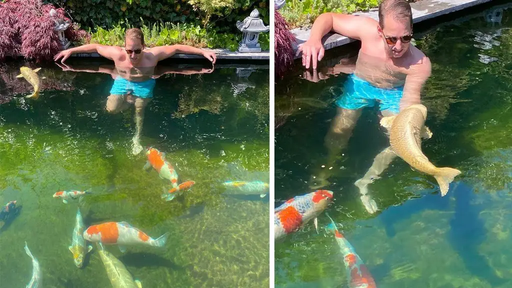 Can You Swim in a Koi Pond