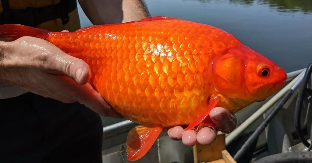 Do Goldfish Grow Bigger in Ponds