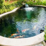 Do It Yourself a Fish Pond