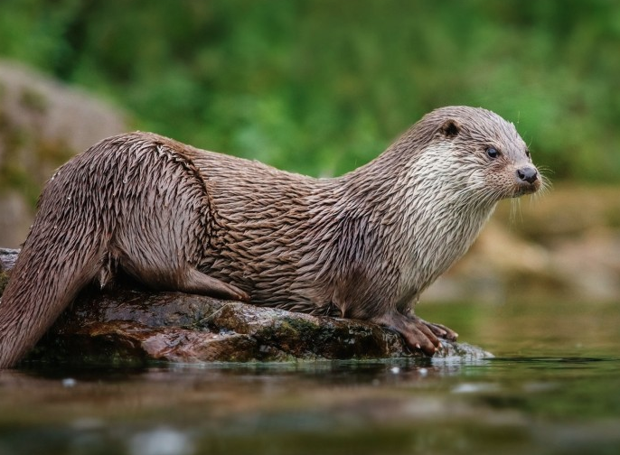 Do Otters Live in Ponds