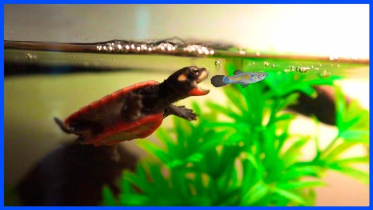 Do Pond Turtles Eat Fish? Unveiling Aquatic Diets!