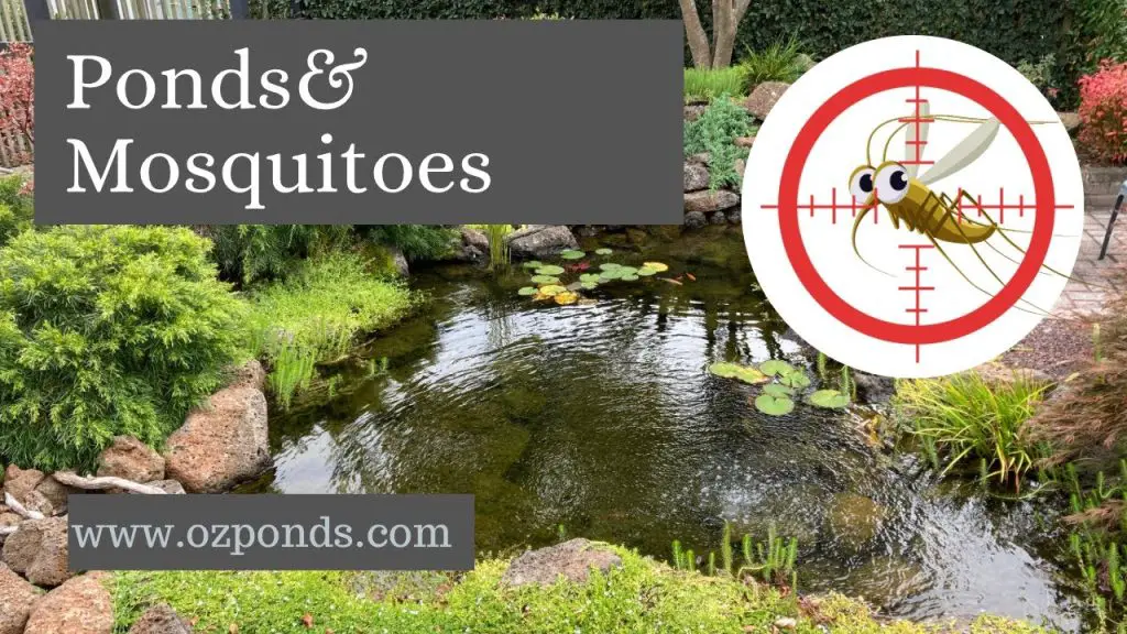 Do Ponds Attract Mosquitoes