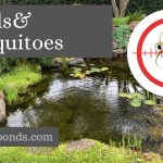 Do Ponds Attract Mosquitoes