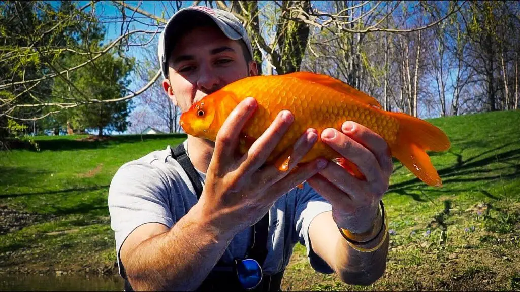 How Big Can a Goldfish Get in a Pond