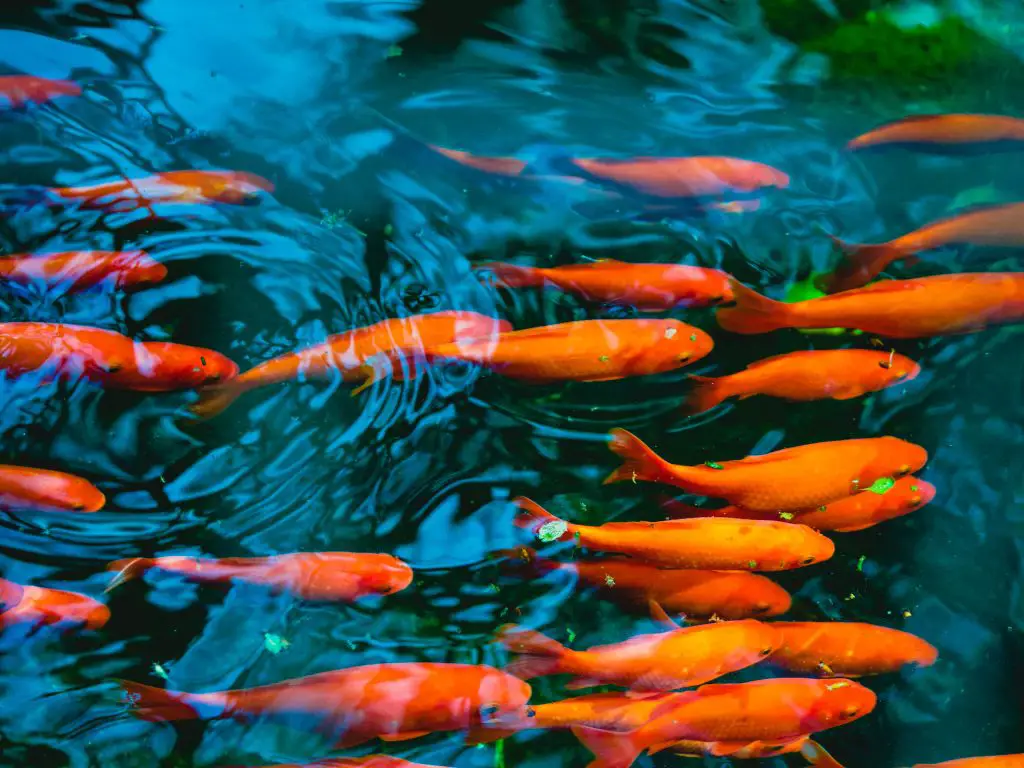 How Big Can Goldfish Get in a Pond