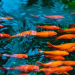 How Big Do Goldfish Get in a Pond
