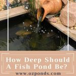 How Deep Should a Fish Pond Be