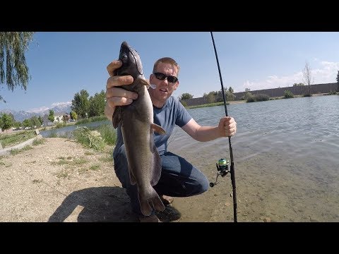 How Do You Catch Catfish in a Pond