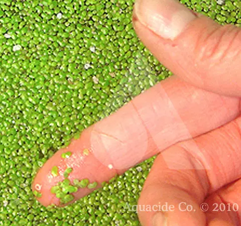 How Do You Get Rid of Duckweed in a Pond