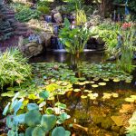 How Do You Keep Pond Water Clear