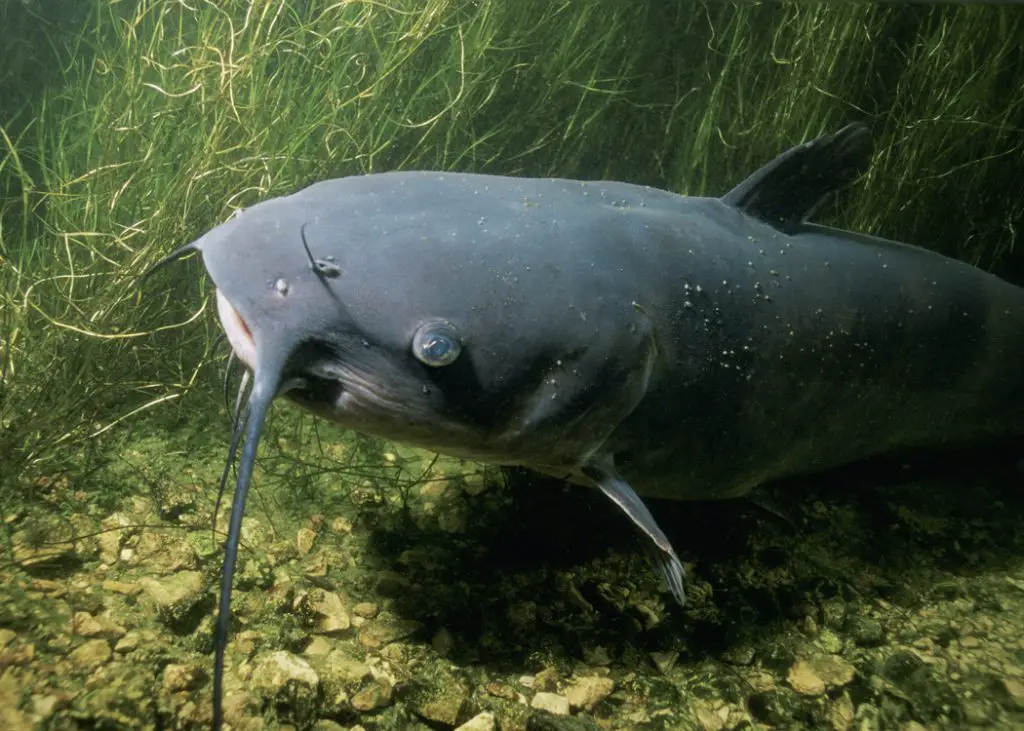 How Long Do Catfish Live in a Pond