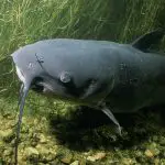 How Long Do Catfish Live in a Pond