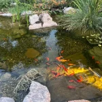How Long Do Koi Live in a Pond