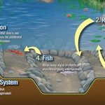 How Many Gallons is My Pond