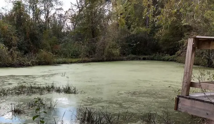 How Many Gallons of Water in a 2 Acre Pond: Unveil the Volume!