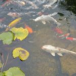 How Many Koi Fish in 100 Gallon Pond