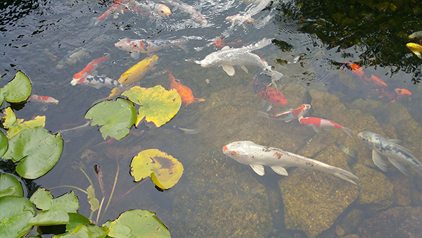 How Many Koi Fish in 100 Gallon Pond