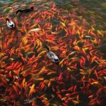 How Many Koi in 150 Gallon Pond
