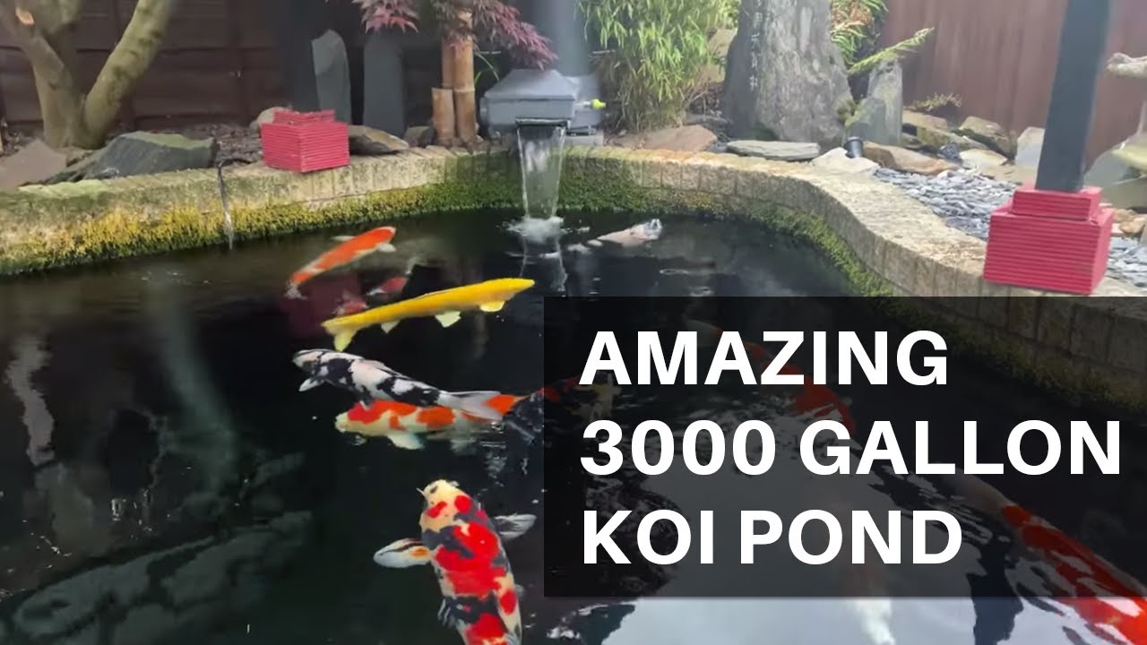 How Many Koi in 3000 Gallon Pond Optimal Stocking Guide