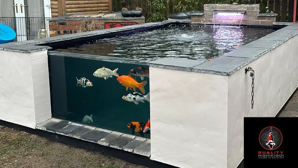 How Many Koi in a 2500 Gallon Pond
