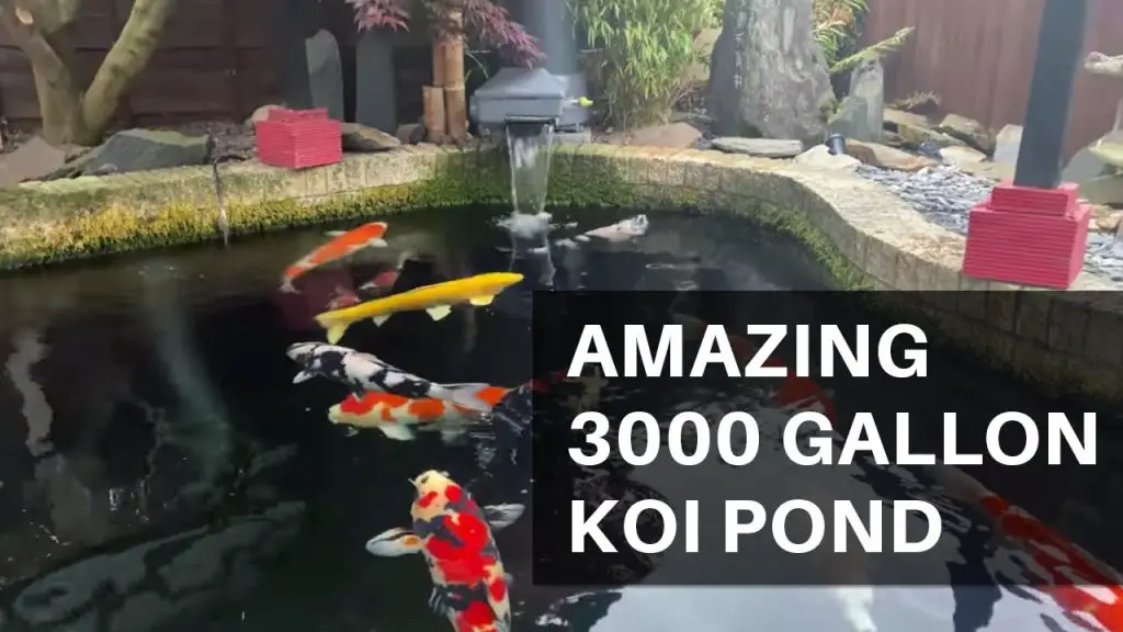 How Many Koi in a 3000 Gallon Pond