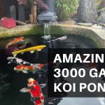 How Many Koi in a 3000 Gallon Pond