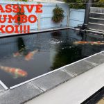 How Many Koi in a 4000 Gallon Pond