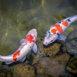 How Many Koi in a 500 Gallon Pond