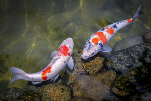 How Many Koi in a 500 Gallon Pond