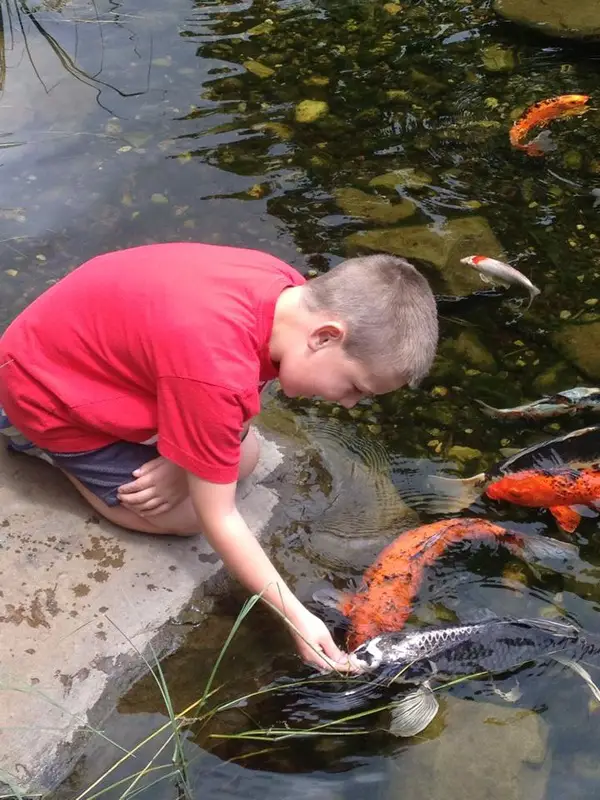 How Many Koi in a 700 Gallon Pond