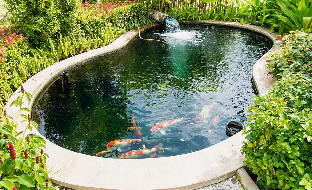 How to Build a Fish Pond