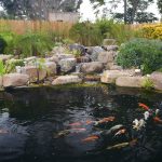 How to Build a Koi Pond