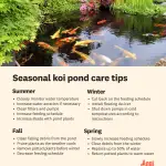 How to Care for a Koi Pond