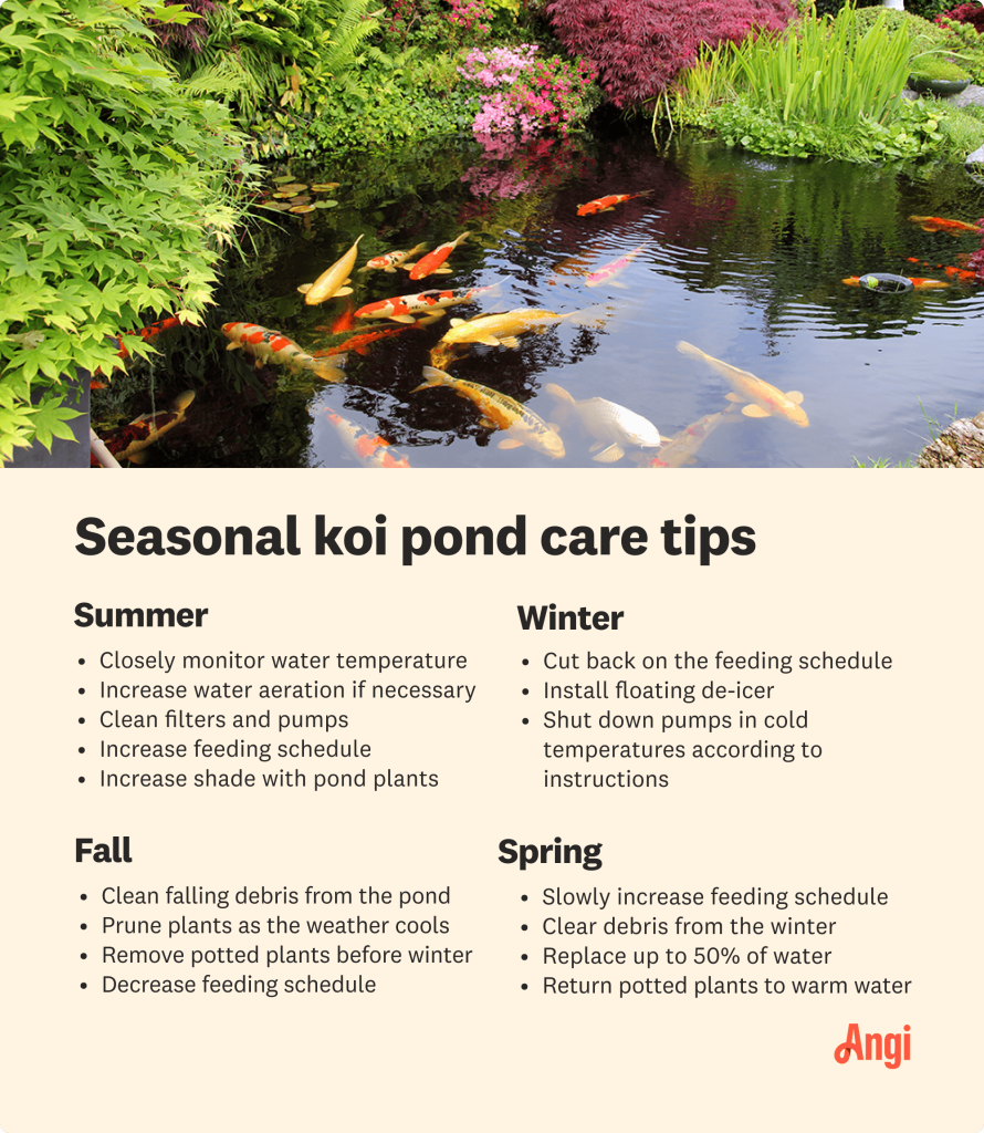 How to Care for a Koi Pond