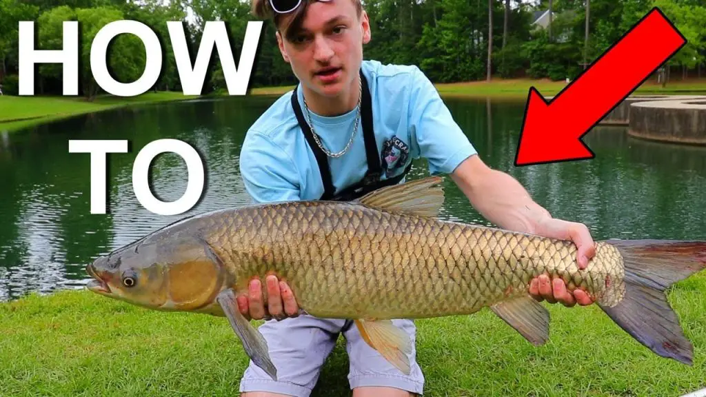 How to Catch Carp in a Pond