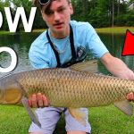 How to Catch Carp in a Pond